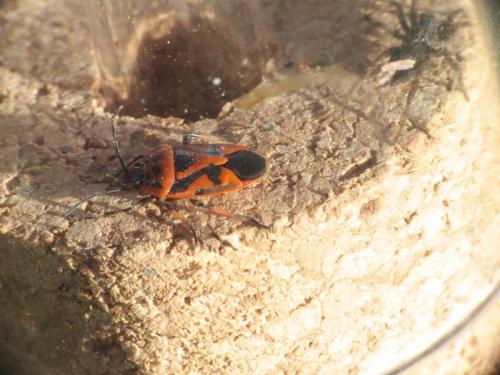 Eurydema ornata